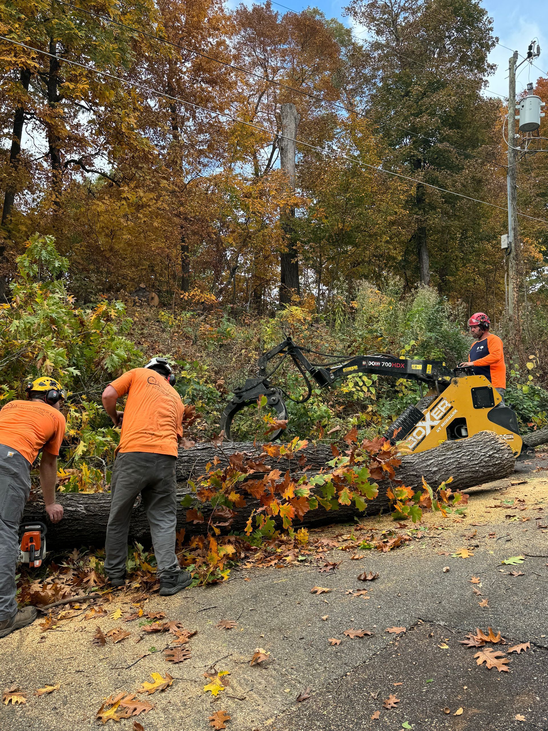 a group of men are cutting a tree in the woods