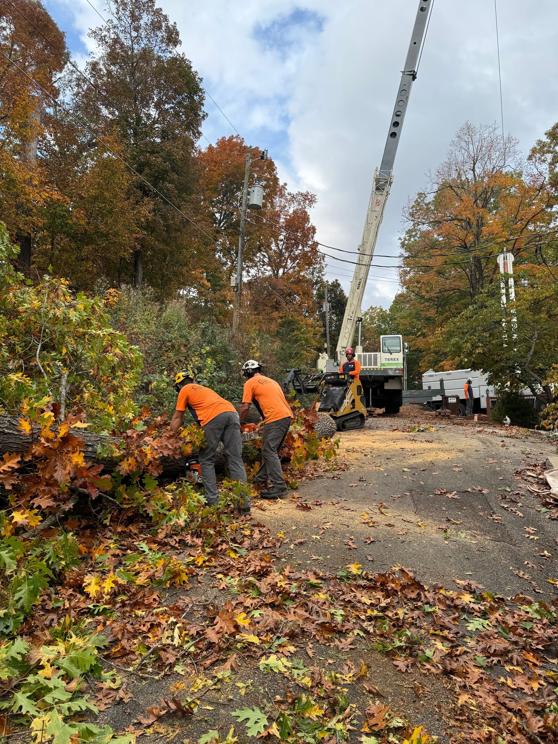 two men are working on a tree with a crane in the background