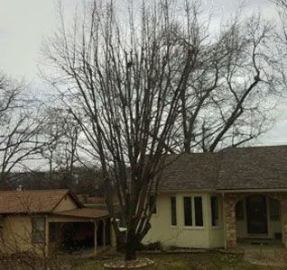 A large tree without leaves is in front of a house.