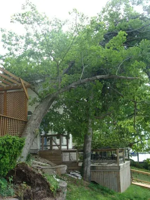 A tree that has fallen in front of a house.