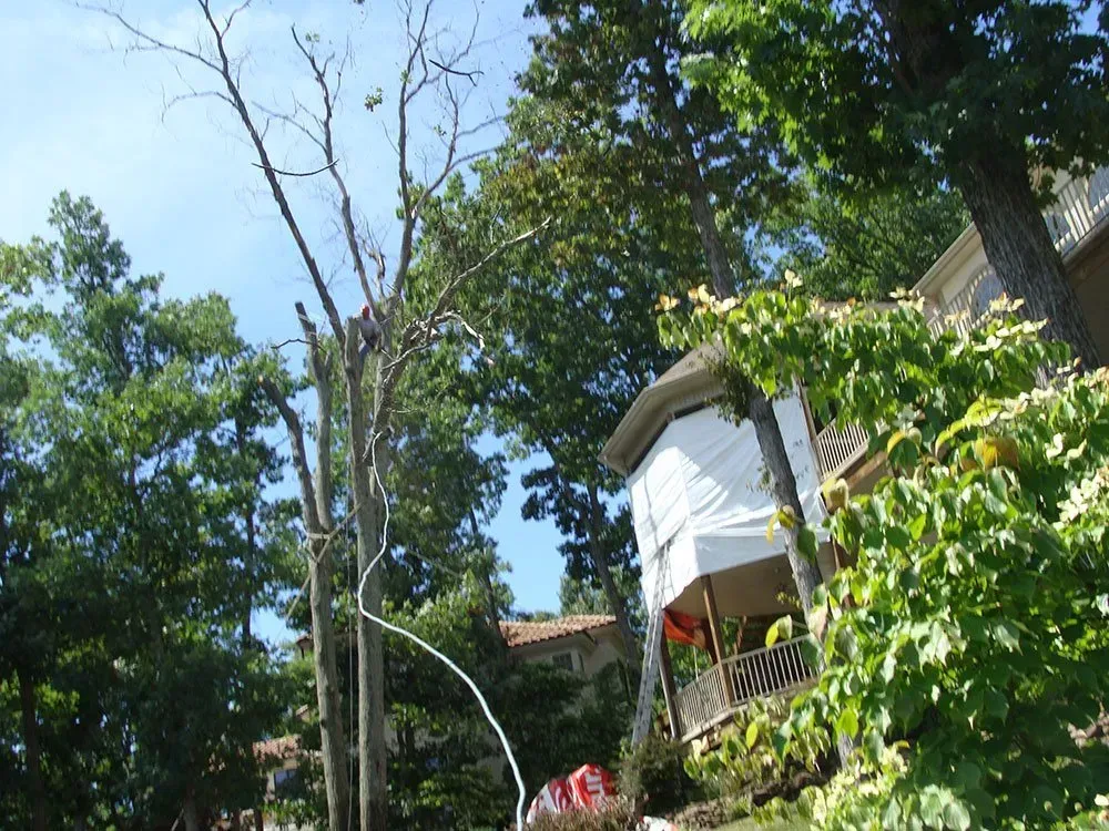 A tree is being cut down in front of a house.
