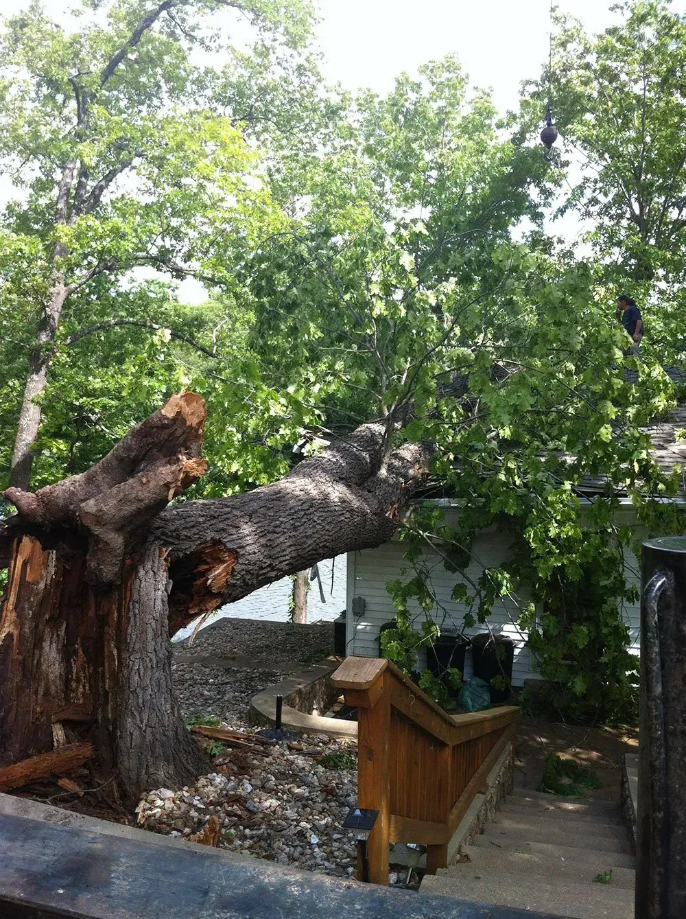 a tree that has fallen in front of a house