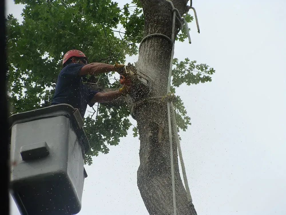 a man in a bucket is cutting a tree with a chainsaw .