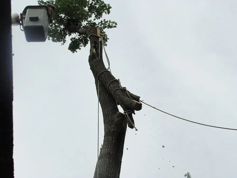 a tree being cut down with a bucket attached to it
