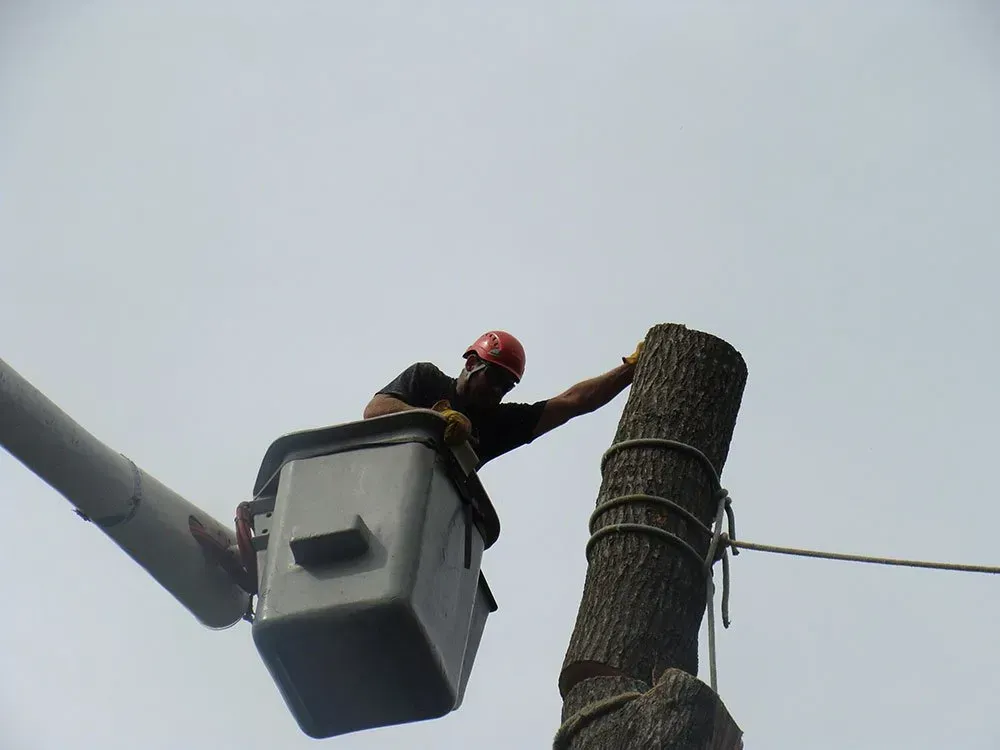 a man in a bucket is climbing a tree