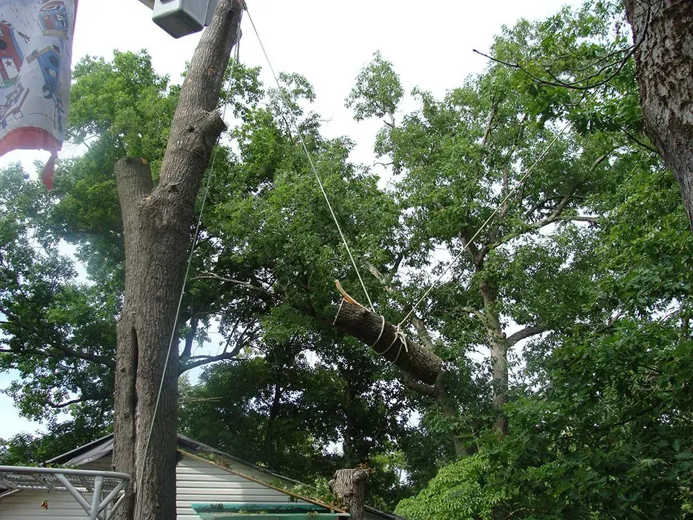 a tree with a broken branch is being removed by a crane