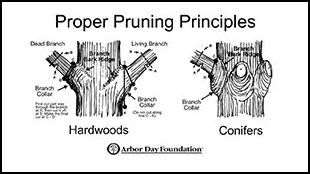A diagram of proper pruning principles for hardwoods and conifers.