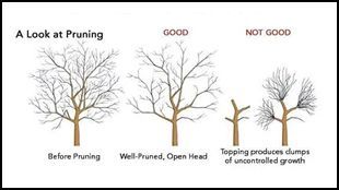 A picture of a tree before and after pruning.