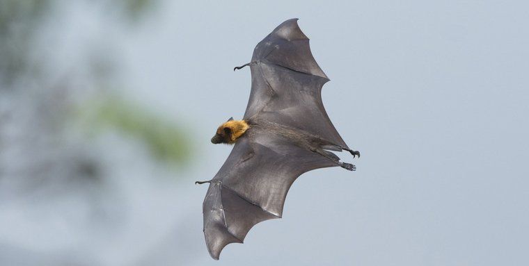 Bat