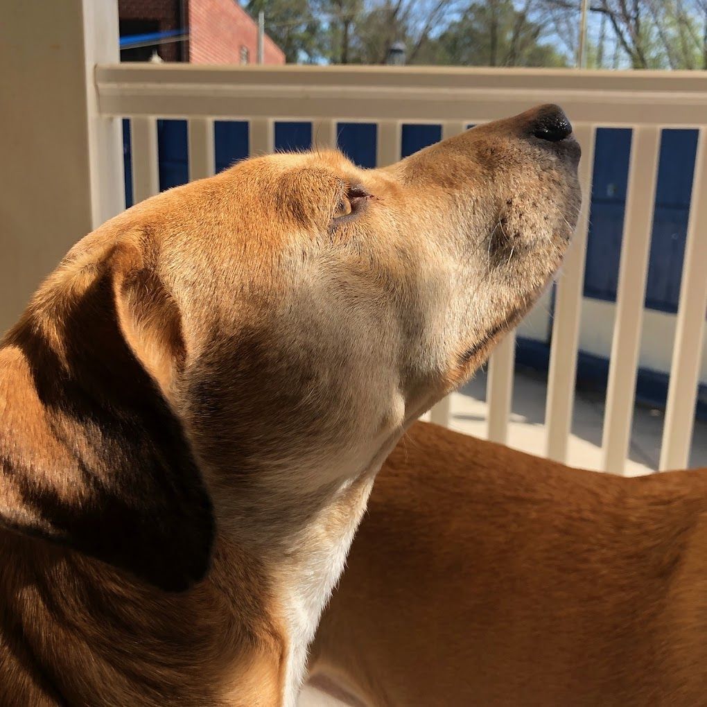 A close up of a dog looking up at something