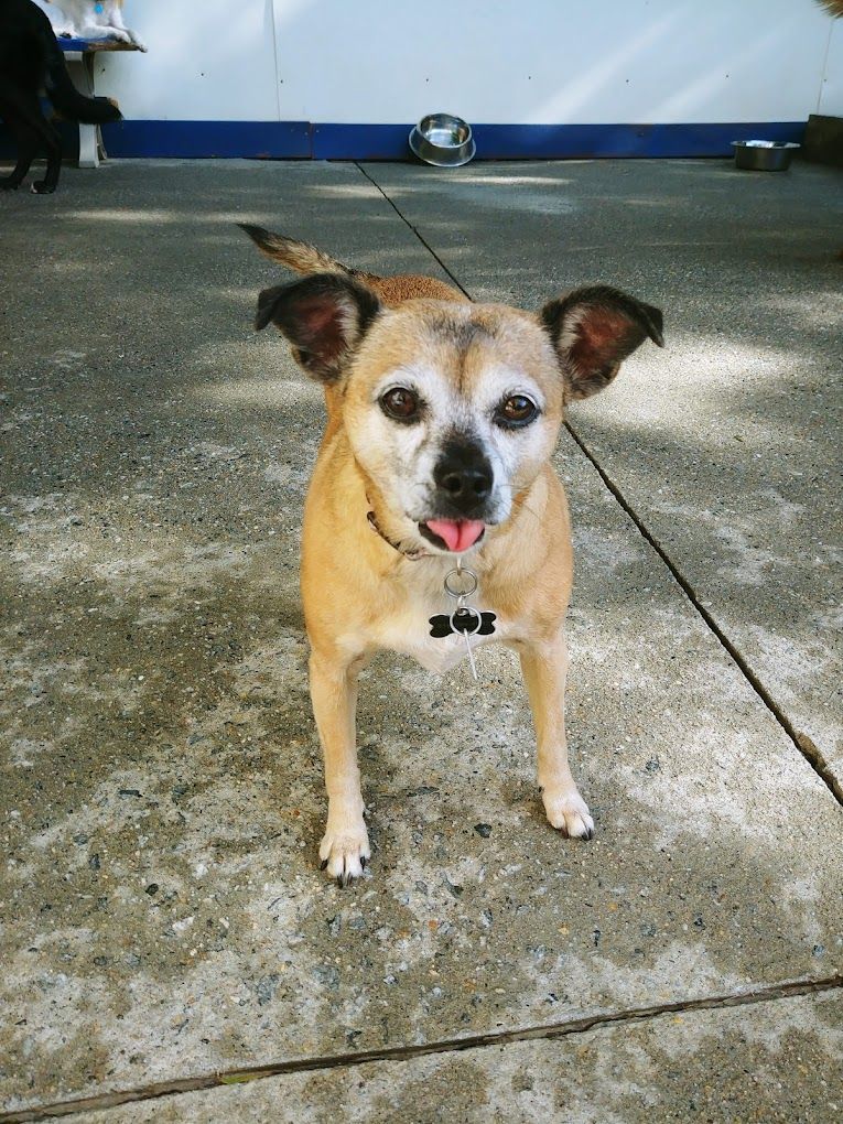 A small dog standing on a sidewalk with its tongue out
