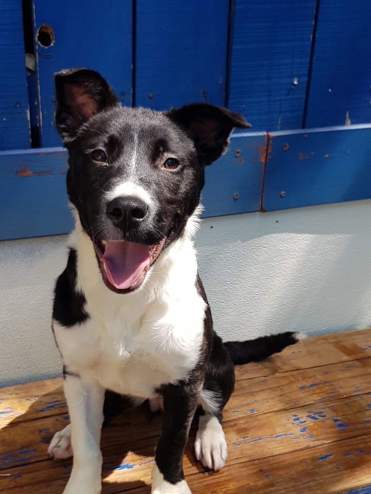 A black and white dog is sitting on a wooden bench.
