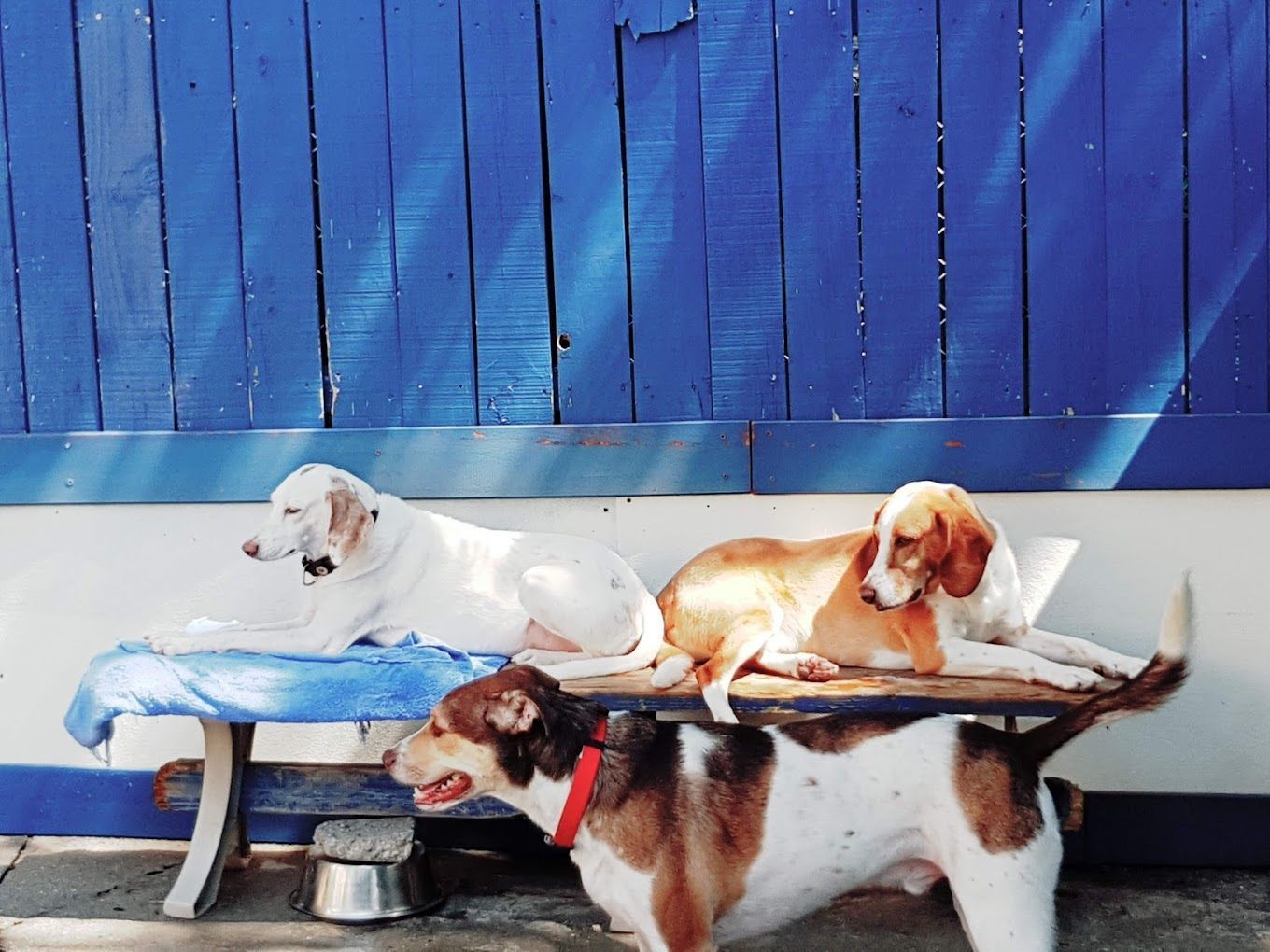 Three dogs are sitting on a bench in front of a blue fence