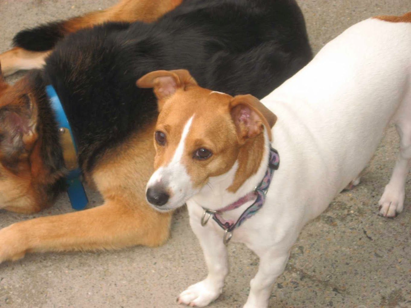 A brown and white dog is standing next to a black dog