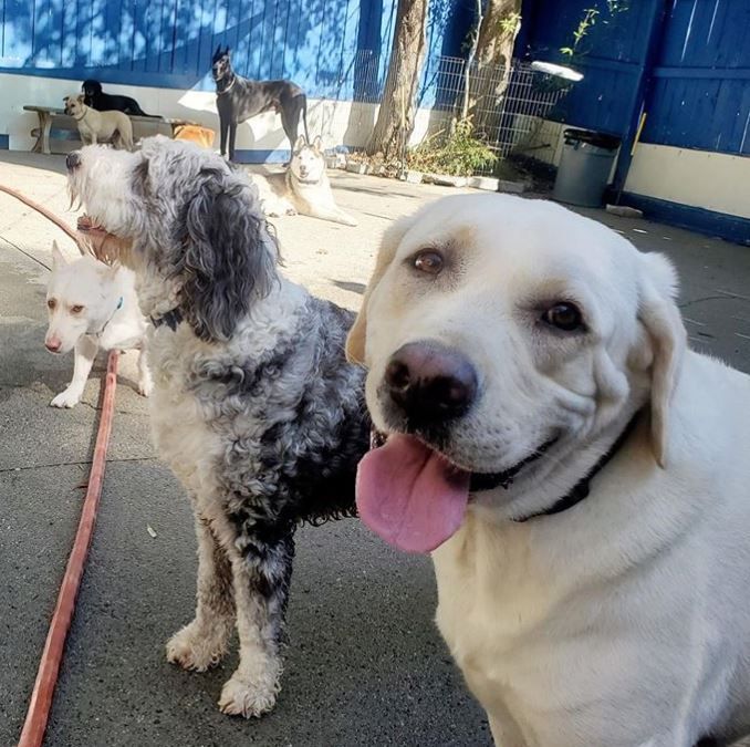 Two dogs standing next to each other with one sticking its tongue out