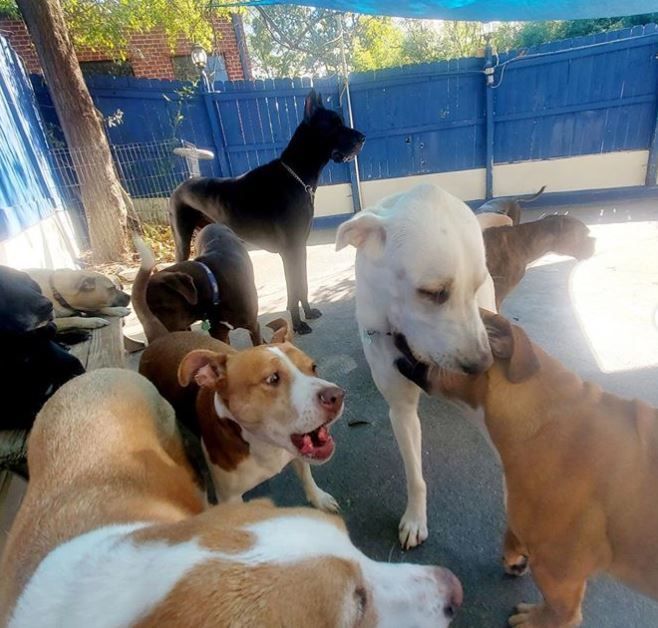A group of dogs standing next to each other