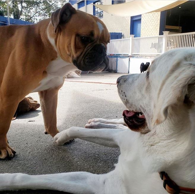A brown and white dog standing next to a white dog