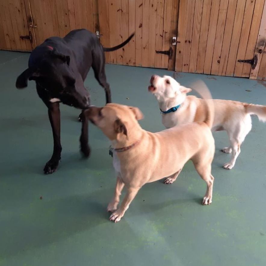 Three dogs are standing next to each other on a green floor