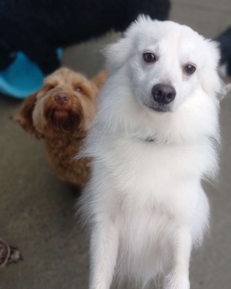 A white dog standing next to a brown dog