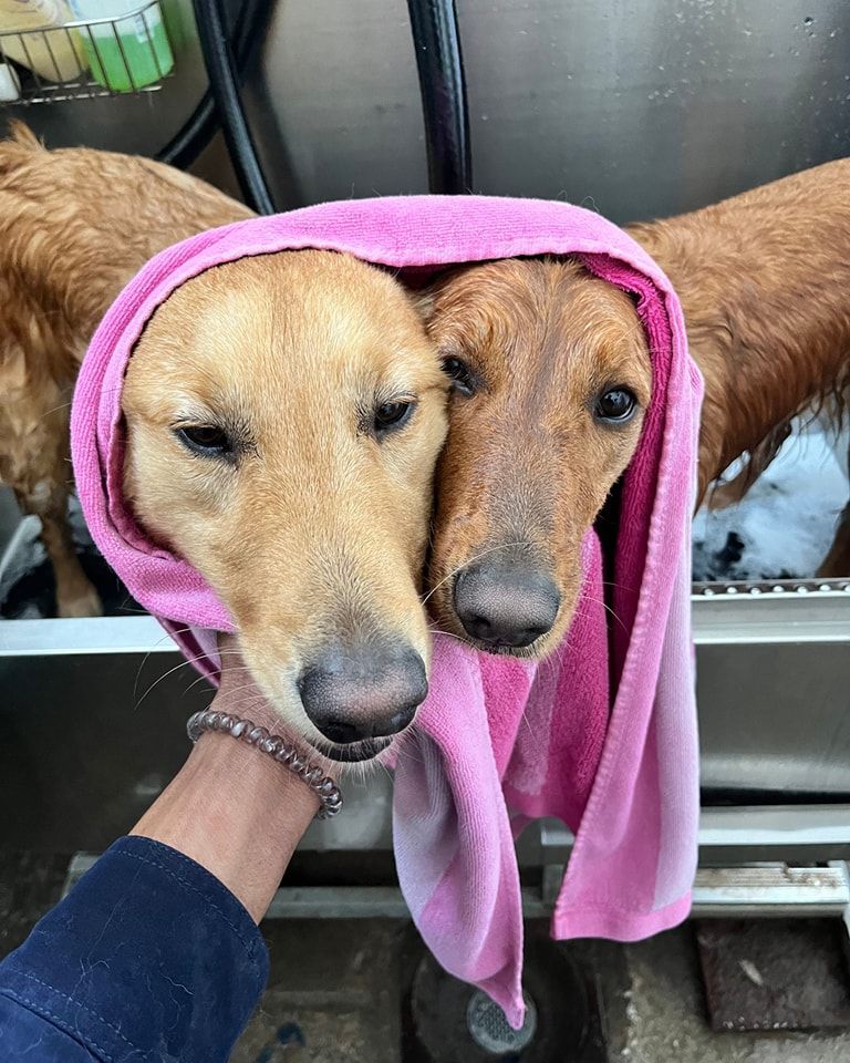 A person is holding two dogs wrapped in a pink towel.