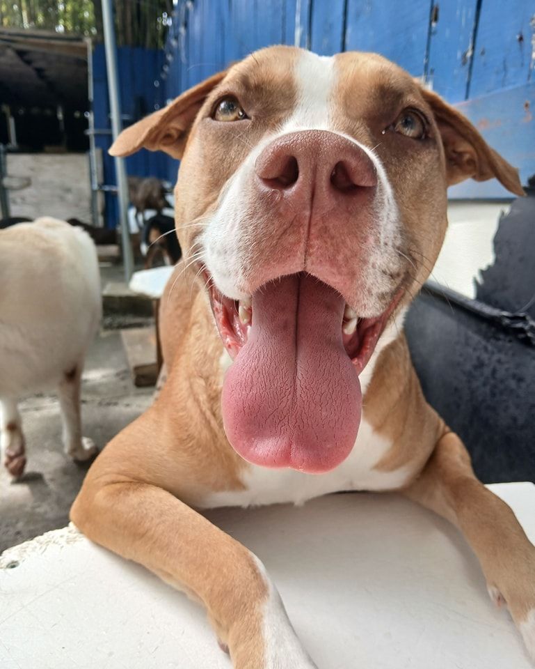 A brown and white dog with its tongue hanging out