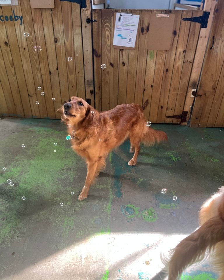 A brown dog is standing in front of a wooden door.