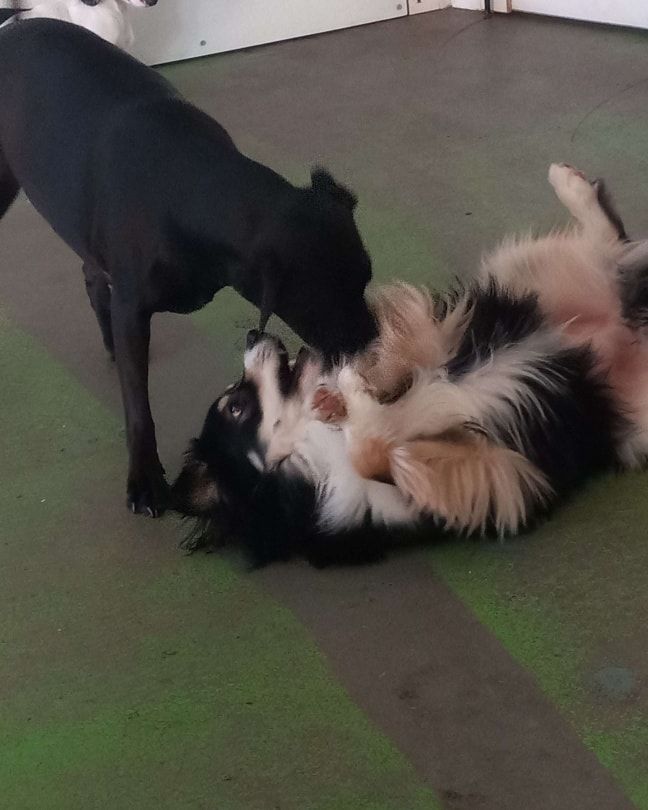 Two dogs are playing with each other on the floor