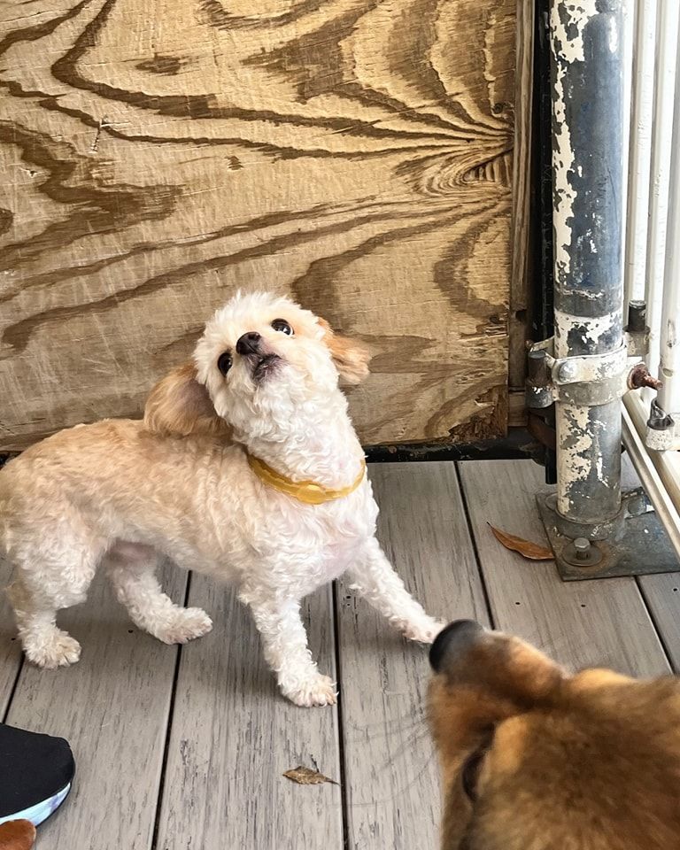 Two dogs are standing next to each other on a wooden deck.