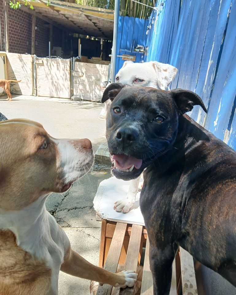 Two dogs are standing next to each other and looking at each other