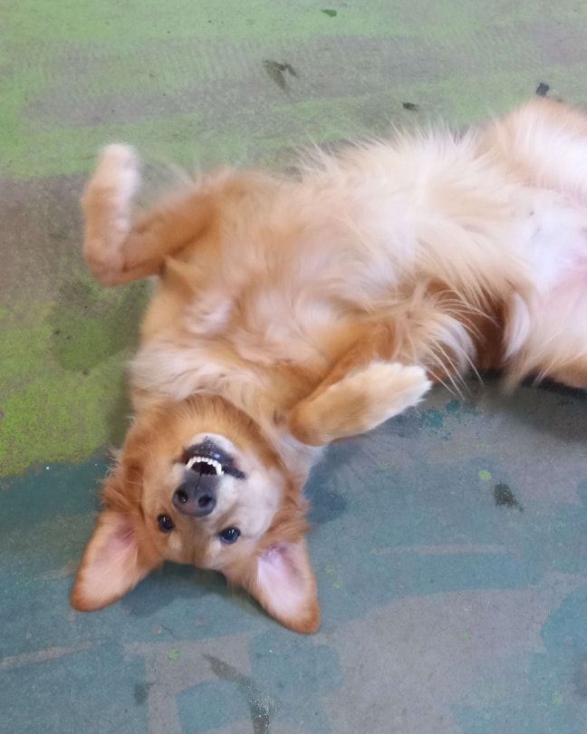 A dog is laying on its back on a carpet.