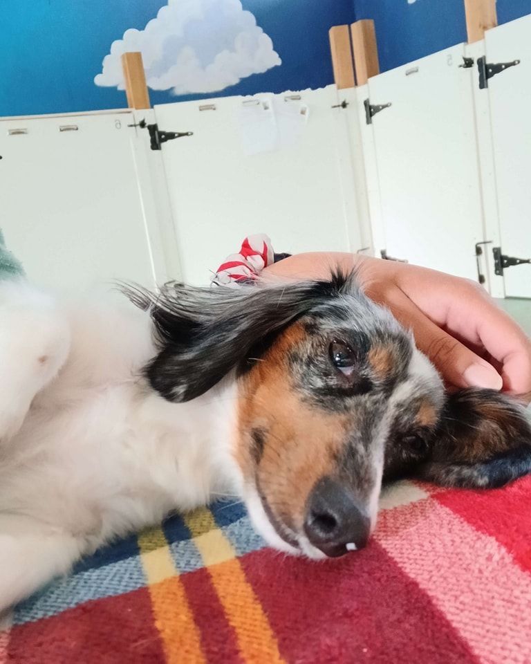 A dog laying on a blanket with a person petting it