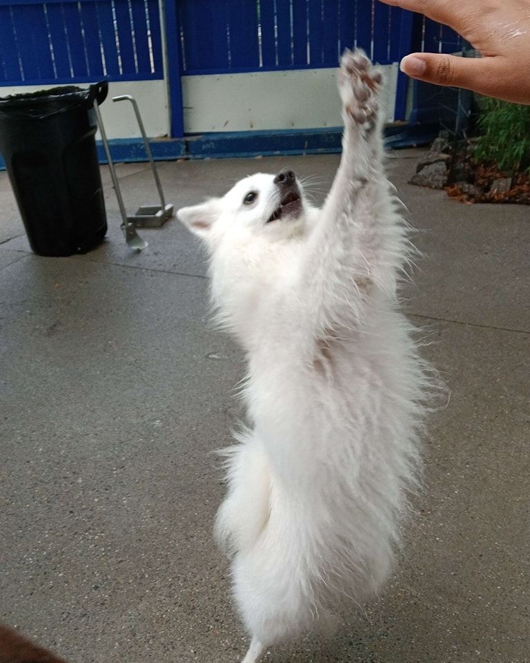 A small white dog is standing on its hind legs and reaching up to a person 's finger.