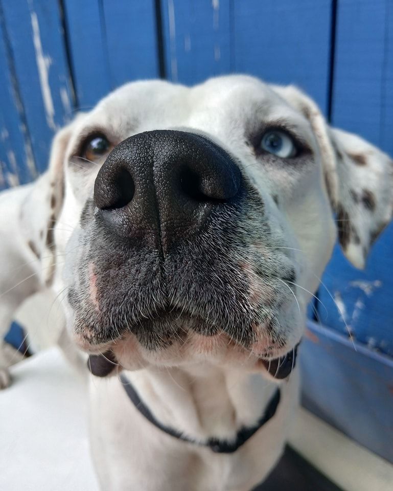 A close up of a dog 's nose with a blue background.