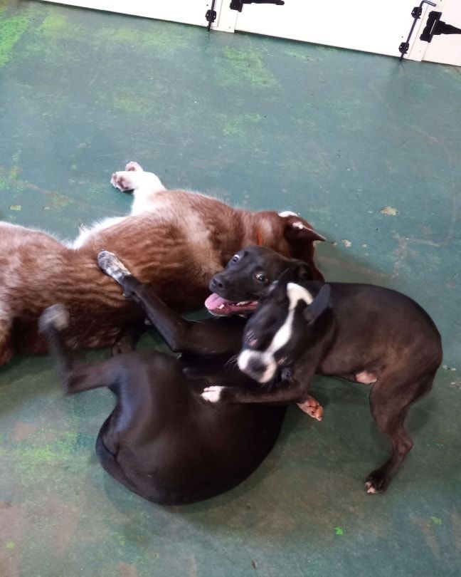 A group of dogs are playing on a green floor