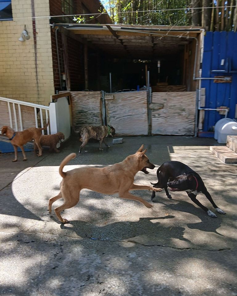A group of dogs are playing in a yard.