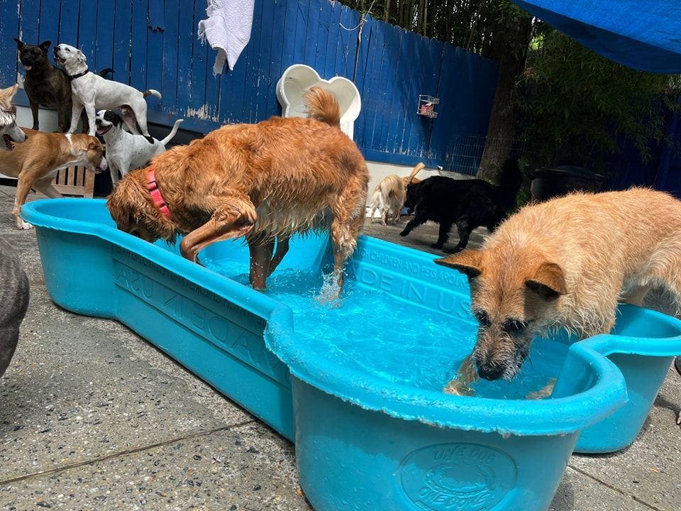 A group of dogs are drinking water from a blue pool.