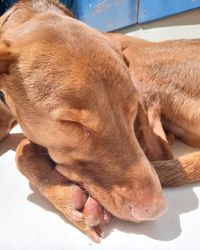 A brown dog is laying down with its head on its paws.