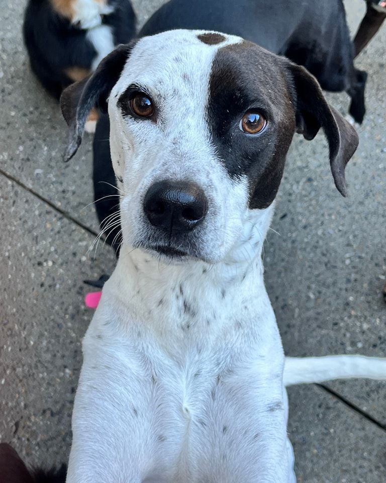 A black and white dog is sitting on a sidewalk looking at the camera.