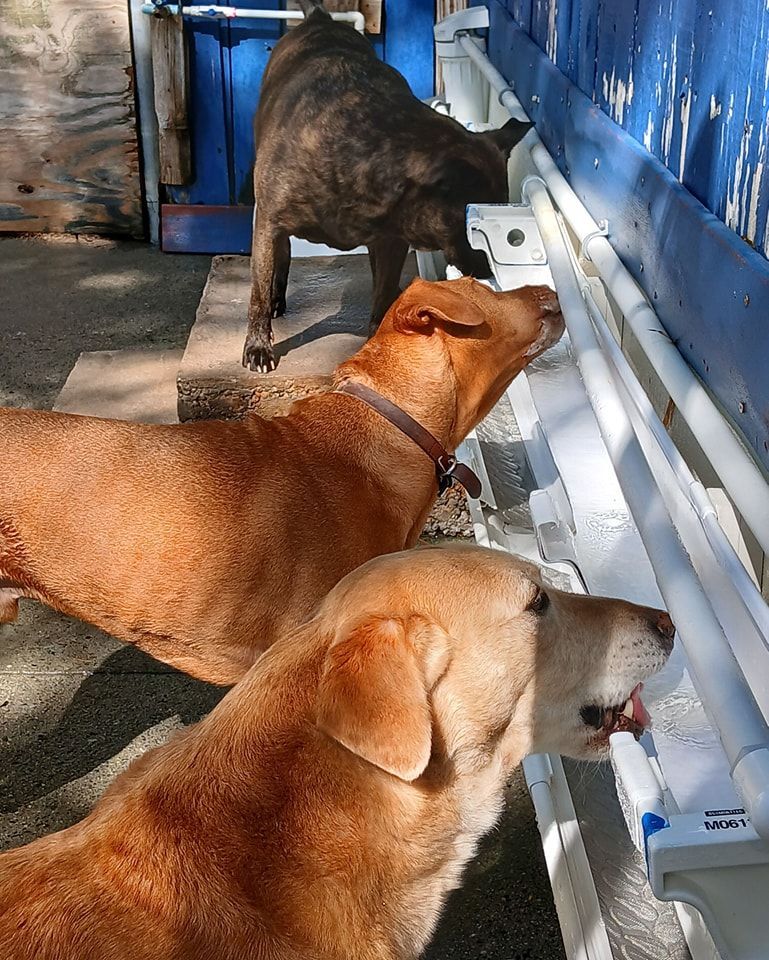 Two dogs are drinking water from a water fountain