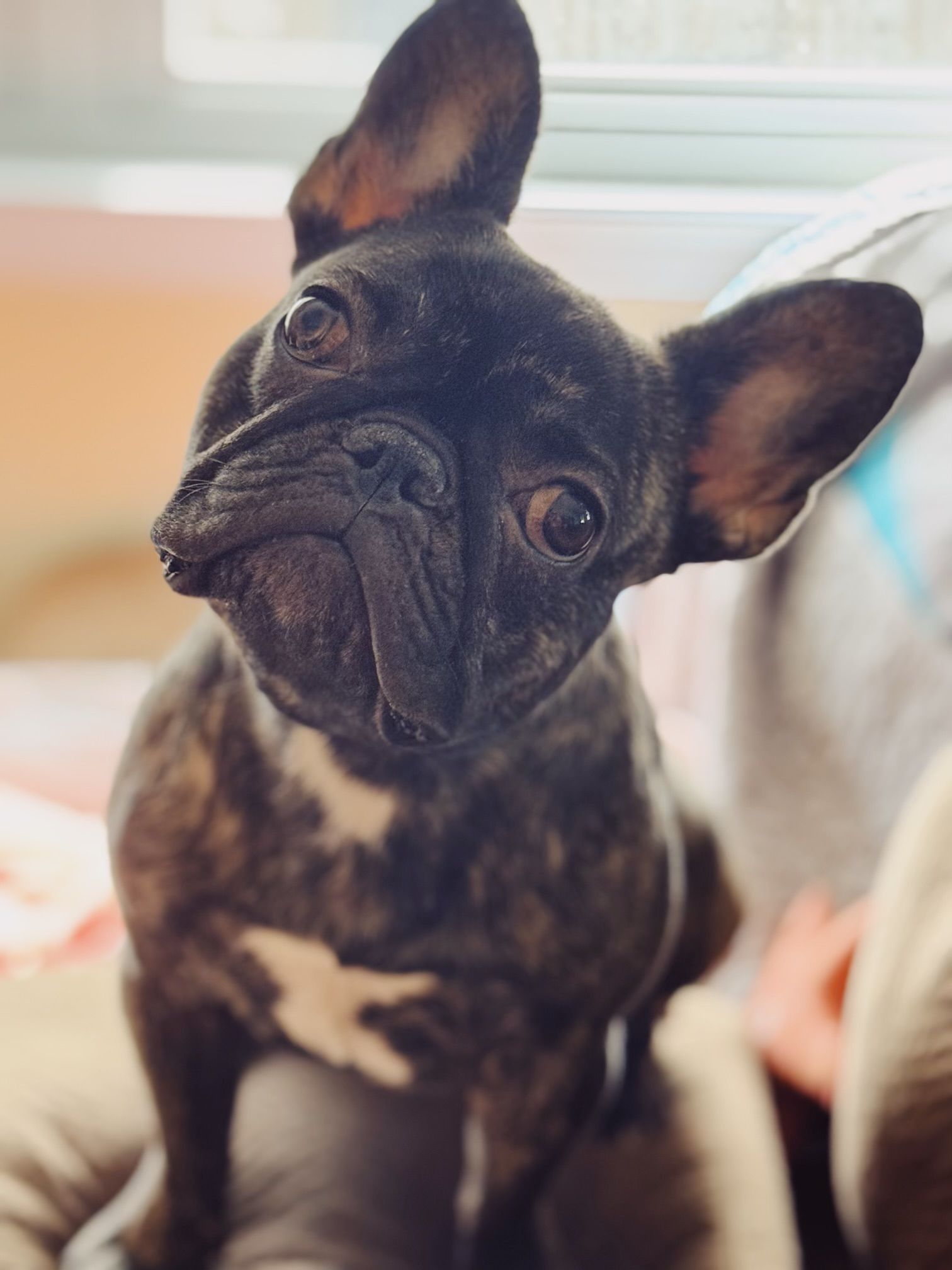 a woman is holding a small white dog in her lap