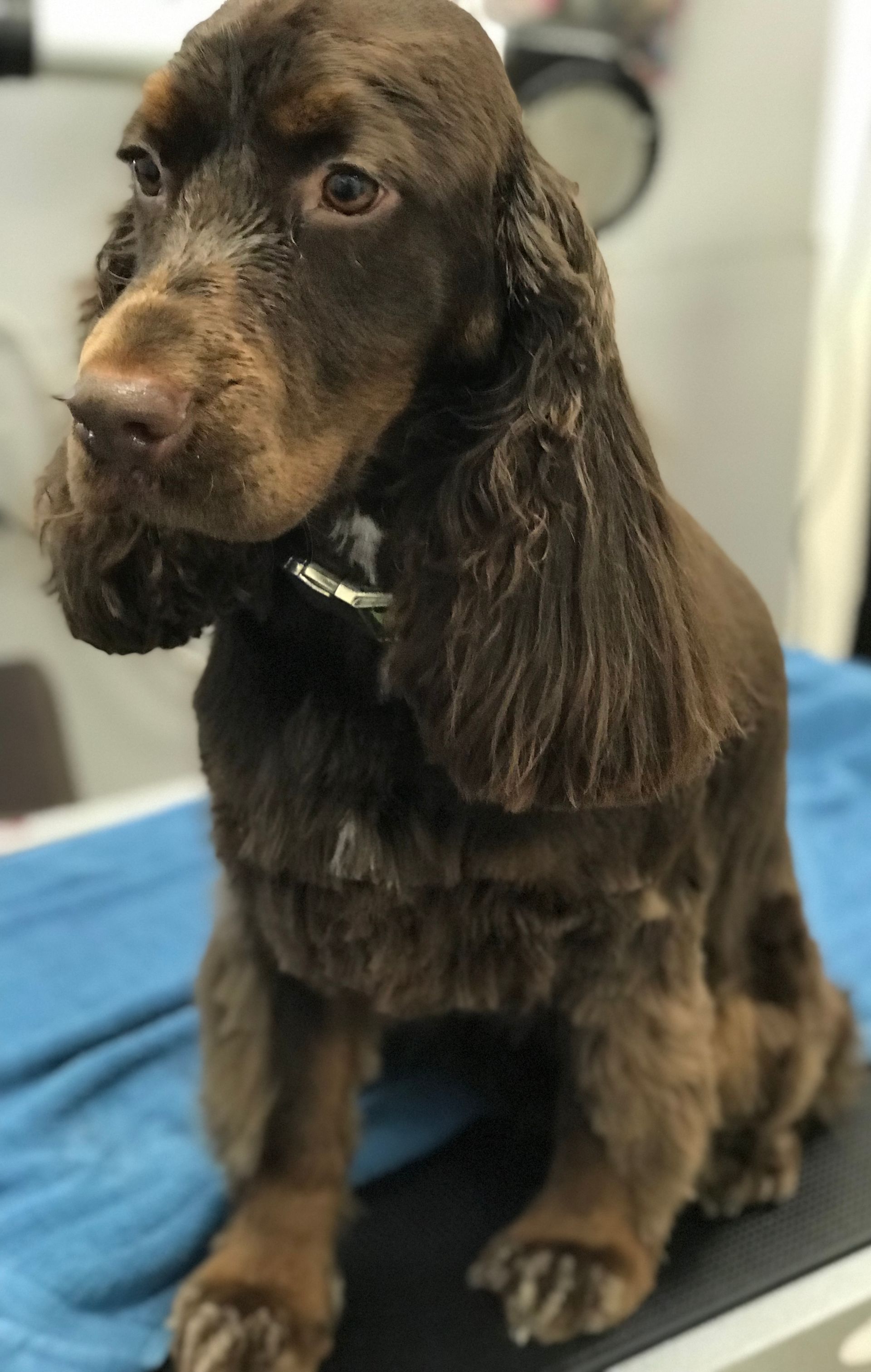 a long haired dog standing in a room next to a chair