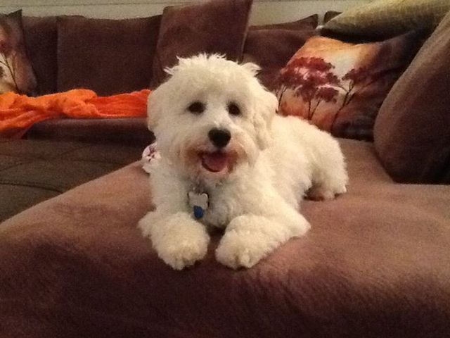 a small white dog is laying on a brown couch
