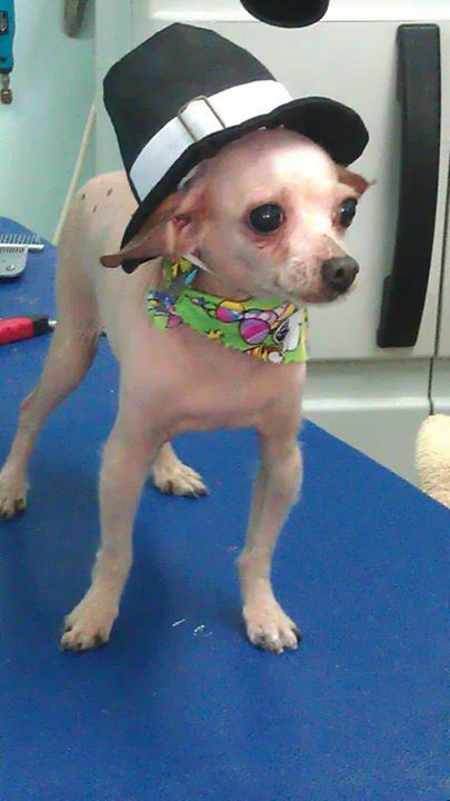 a small dog wearing a top hat and a bandana