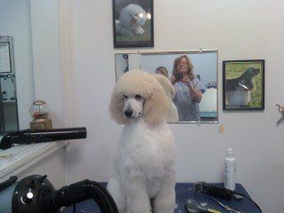 a woman is taking a picture of a poodle in a grooming salon .