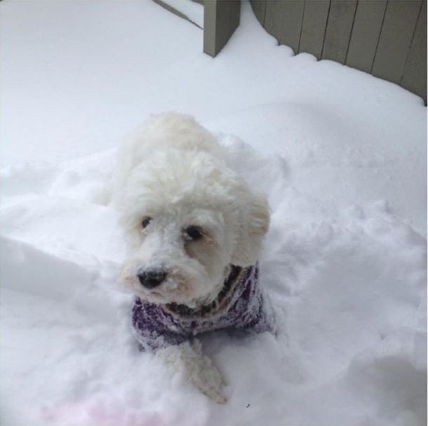 a small white dog wearing a purple sweater is laying in the snow
