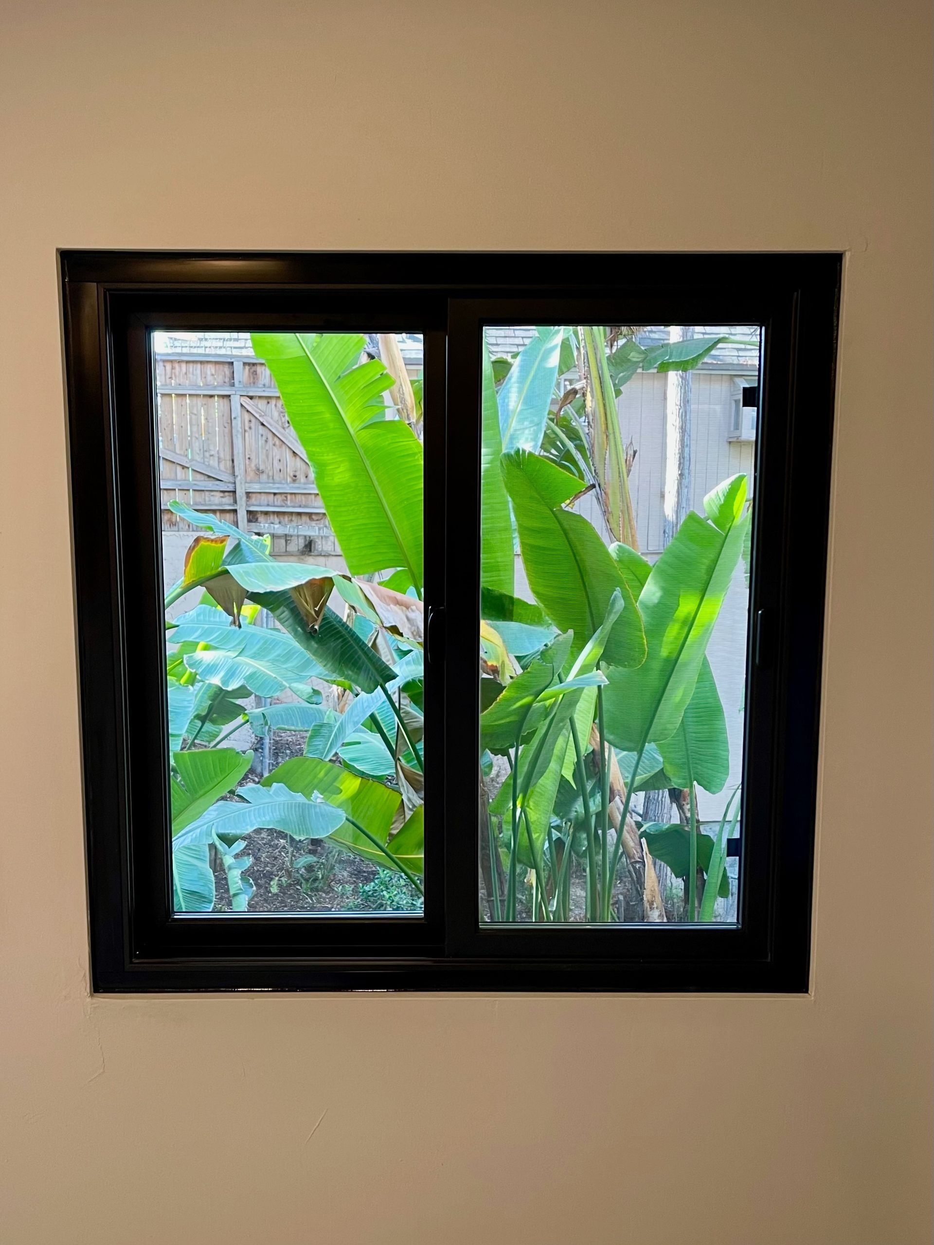 Black-framed window with view of large green plants.