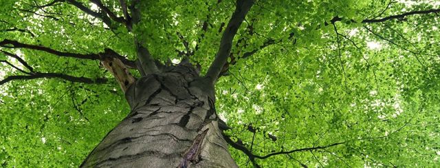 Tree Healthcare, Tree Diagnosis