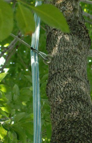 Tree cable