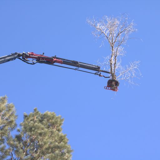 Southwest Fire Defense Tree Services