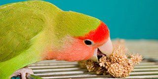 Bird Supplies | Cages | Java Trees | Falls Church, VA